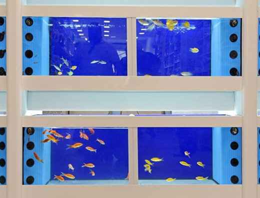 PET SHOP ΚΕΡΚΥΡΑ | PET SHOP ΛΑΤΣΑΣ