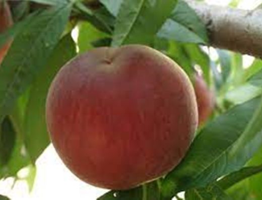 ΕΙΣΑΓΩΓΕΣ ΕΞΑΓΩΓΕΣ ΦΡΟΥΤΩΝ ΝΑΟΥΣΑ | MD FRUIT