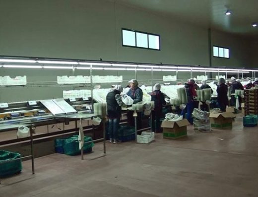 ΜΗΧΑΝΗΜΑΤΑ ΣΥΣΚΕΥΑΣΙΑΣ ΦΡΟΥΤΩΝ ΑΡΓΟΣ | ΜΑΚΡΗΣ ΒΑΣΙΛΕΙΟΣ
