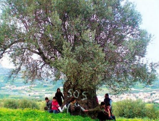 OLIVE TRADE LAMIA | OLIVEA