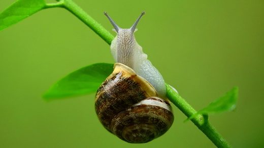 ΕΜΠΟΡΙΟ ΕΚΤΡΟΦΕΙΟ ΣΑΛΙΓΚΑΡΙΩΝ ΜΕΛΙΣΣΙ ΚΟΡΙΝΘΙΑΣ | AMOUR OE
