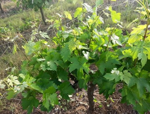 ΟΙΝΟΠΟΙΙΟ ΠΑΡΑΓΩΓΗ ΟΙΝΟΥ ΝΕΜΕΑ | FROUSIOS WINES