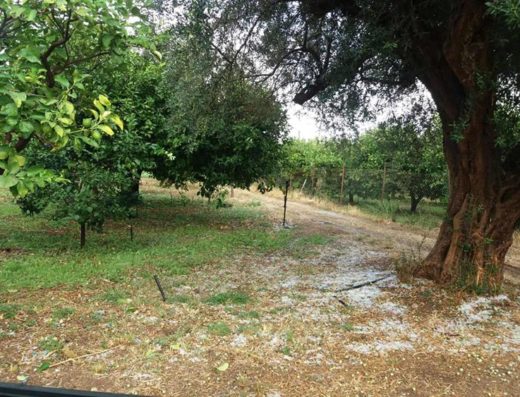 ΣΥΣΚΕΥΑΣΙΑ ΤΥΠΟΠΟΙΗΣΗ ΑΓΡΟΤΙΚΩΝ ΠΡΟΪΟΝΤΩΝ ΚΙΑΤΟ | ΡΟΜΠΟΚΟΥ ΚΩΣΤΟΠΟΥΛΟΥ ΜΑΡΙΑ