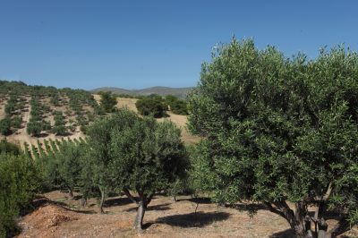 ΑΡΤΟΠΟΙΕΙΟ ΜΑΡΚΟΠΟΥΛΟ | ΔΑΡΕΜΑΣ - gbd.gr