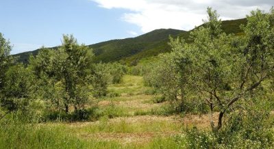 ΕΛΑΙΟΤΡΙΒΕΙΟ ΠΥΛΟΣ ΜΕΣΣΗΝΙΑΣ | 1000 ΧΩΡΙΑ