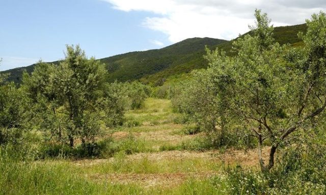 ΕΛΑΙΟΤΡΙΒΕΙΟ ΠΥΛΟΣ ΜΕΣΣΗΝΙΑΣ | 1000 ΧΩΡΙΑ