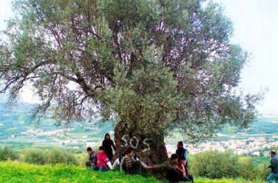 OLIVE TRADE LAMIA | OLIVEA - gbd.gr