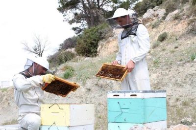 ΠΑΡΑΓΩΓΟΣ ΜΕΛΙΟΥ | ΚΑΛΑΒΡΥΤΑ | ΜΕΛΙΣΣΟΚΟΜΙΑ ΧΕΛΜΟΣ - gbd.gr