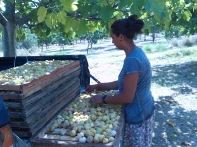 ΣΥΣΚΕΥΑΣΤΗΡΙΟ ΞΕΡΩΝ ΣΥΚΩΝ ΙΣΤΙΑΙΑ ΕΥΒΟΙΑΣ | ΜΑΥΡΩΝΑΣ ΓΕΩΡΓΙΟΣ - gbd.gr