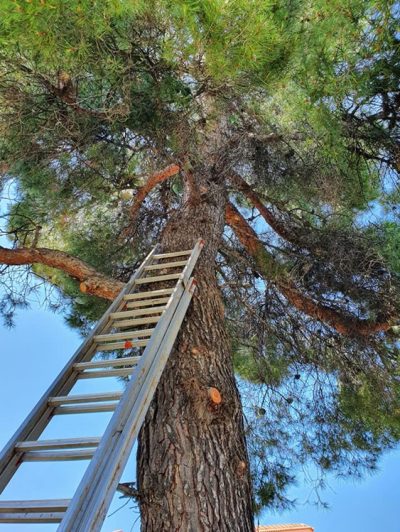 ΚΟΠΗ ΚΛΑΔΕΜΑ ΔΕΝΤΡΩΝ ΑΘΗΝΑ | COBANI G. --- gbd.gr