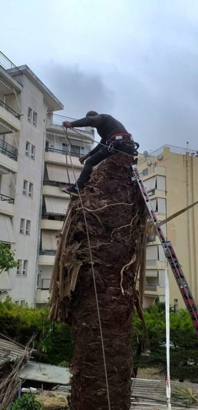 ΚΟΠΗ ΚΛΑΔΕΜΑ ΔΕΝΤΡΩΝ ΑΘΗΝΑ | COBANI G. --- gbd.gr