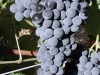 ΟΙΝΟΠΟΙΙΟ ΠΑΡΑΓΩΓΗ ΟΙΝΟΥ ΝΕΜΕΑ | FROUSIOS WINES --- gbd.gr