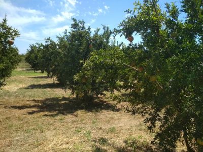 ΠΑΡΑΓΩΓΗ ΧΥΜΟΥ ΡΟΔΙΟΥ ΚΑΒΑΛΑ | ΡΟΔΙ Η ΑΠΟΛΑΥΣΙΣ --- gbd.gr