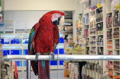 PET SHOP ΚΕΡΚΥΡΑ | PET SHOP ΛΑΤΣΑΣ --- gbd.gr