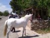 Guest House | Agios Ioannis Arcadia | Abelos Villas - gbd.gr