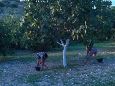 ΣΥΣΚΕΥΑΣΤΗΡΙΟ ΞΕΡΩΝ ΣΥΚΩΝ ΙΣΤΙΑΙΑ ΕΥΒΟΙΑΣ | ΜΑΥΡΩΝΑΣ ΓΕΩΡΓΙΟΣ - gbd.gr