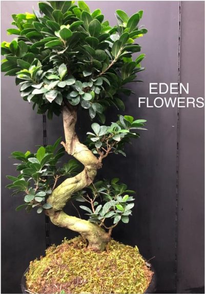 ΑΝΘΟΠΩΛΕΙΟ ΠΕΙΡΑΙΑΣ | EDEN FLOWERS EVENTS --- gbd.gr