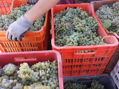 ΟΙΝΟΠΟΙΙΟ ΠΑΡΑΓΩΓΗ ΟΙΝΟΥ ΝΕΜΕΑ | FROUSIOS WINES --- gbd.gr