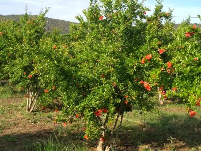 ΠΑΡΑΓΩΓΗ ΧΥΜΟΥ ΡΟΔΙΟΥ ΚΑΒΑΛΑ | ΡΟΔΙ Η ΑΠΟΛΑΥΣΙΣ --- gbd.gr